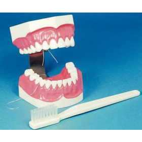 Demonstracinis dantų modelis su šepetuku