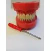 Studentiškas mokomasis dantų modelis