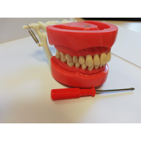 Studentiškas mokomasis dantų modelis