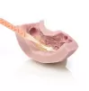 Laboratory C-Silicone Zetalabor, 900 g