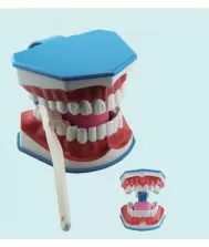 Mokomieji dantų modeliai