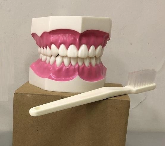 Study model with brush